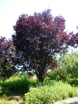Rotblättrige bäume – Pflanzen für nassen boden