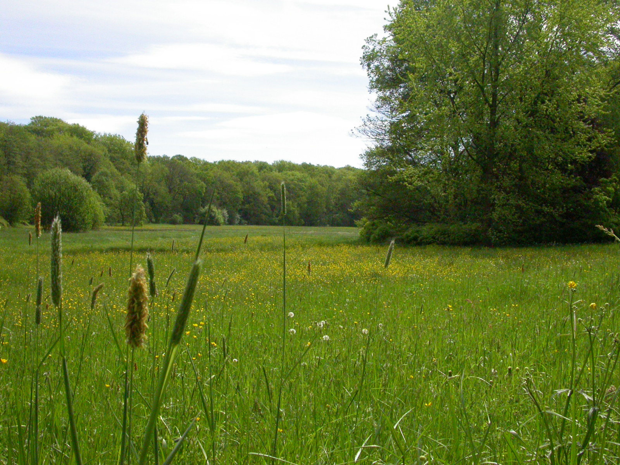 Grosse_Talwiese