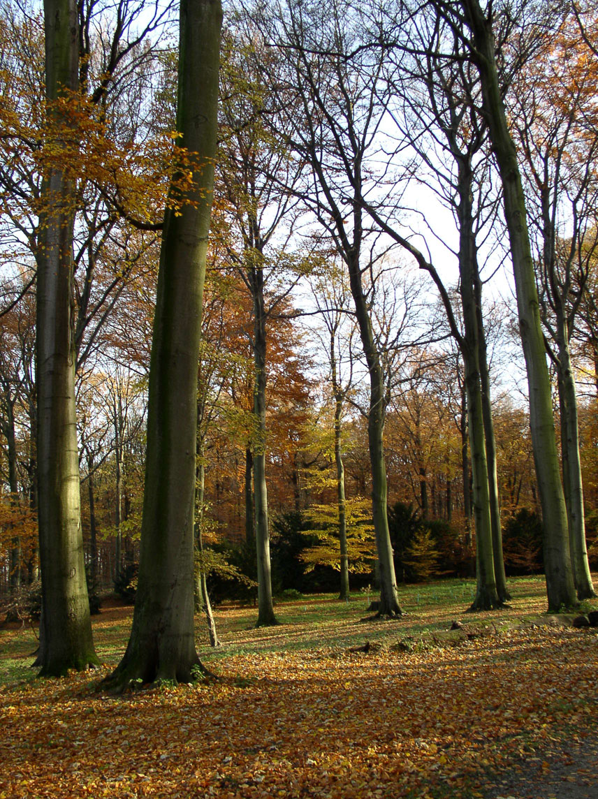 Buchenhochwald_Geogr_Arboretum