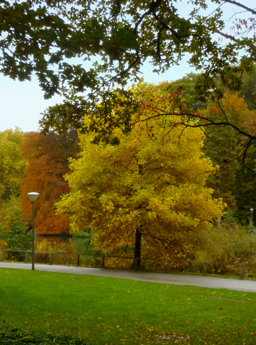 Tulpenbaum_imHerbst