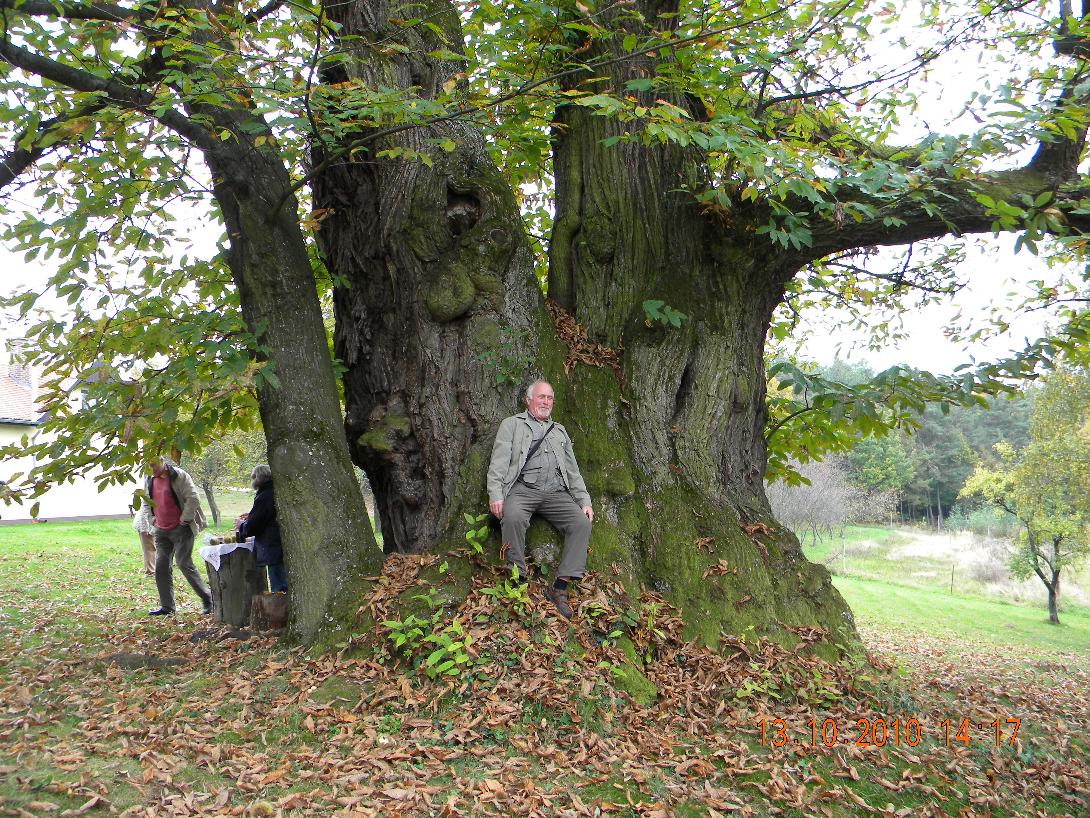Eschrich 2010 vor einer Edelkastanie in Slowenien
