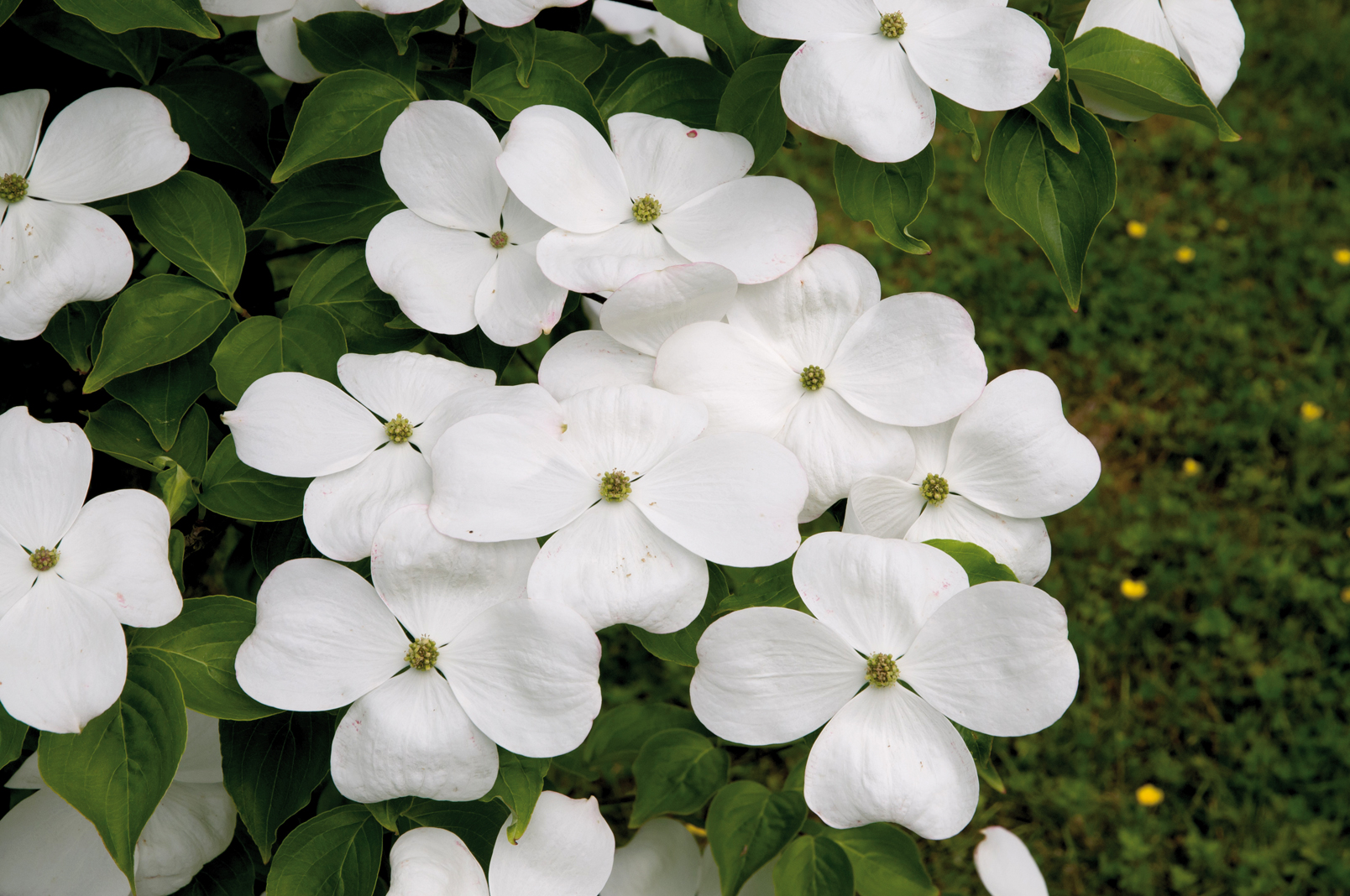 BGR_Cornus_Galaxie