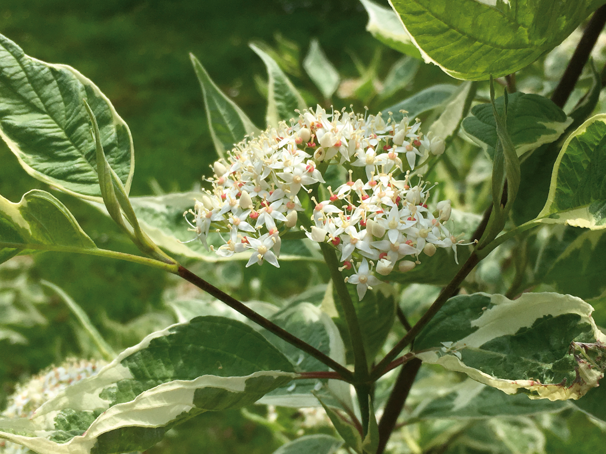 Cornus_alba_buntlaubig