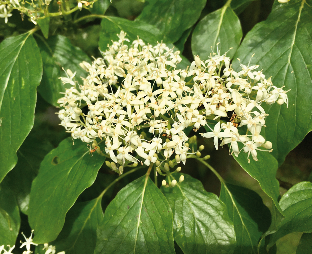 Cornus_alternifolia