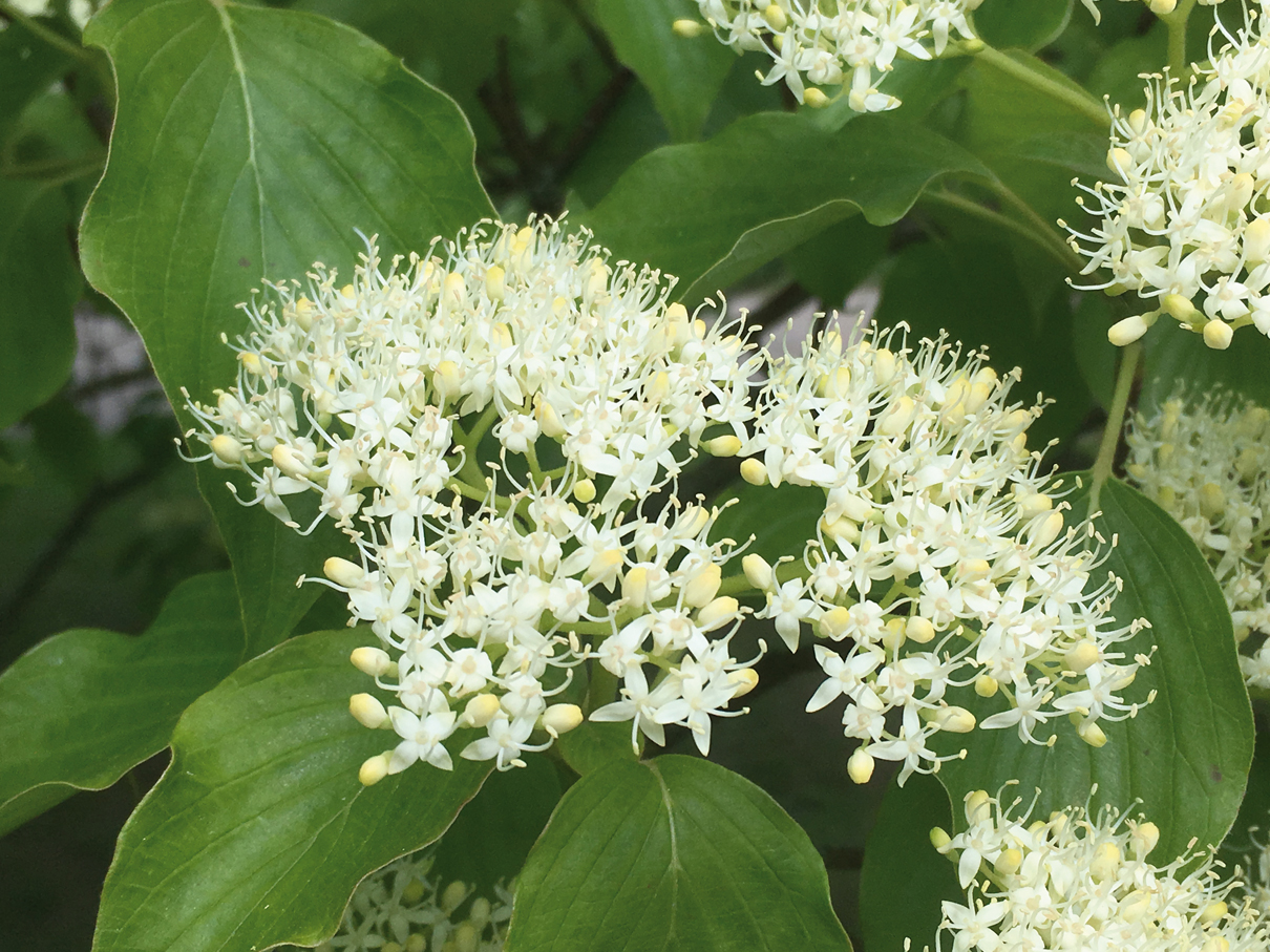 Cornus_controversa