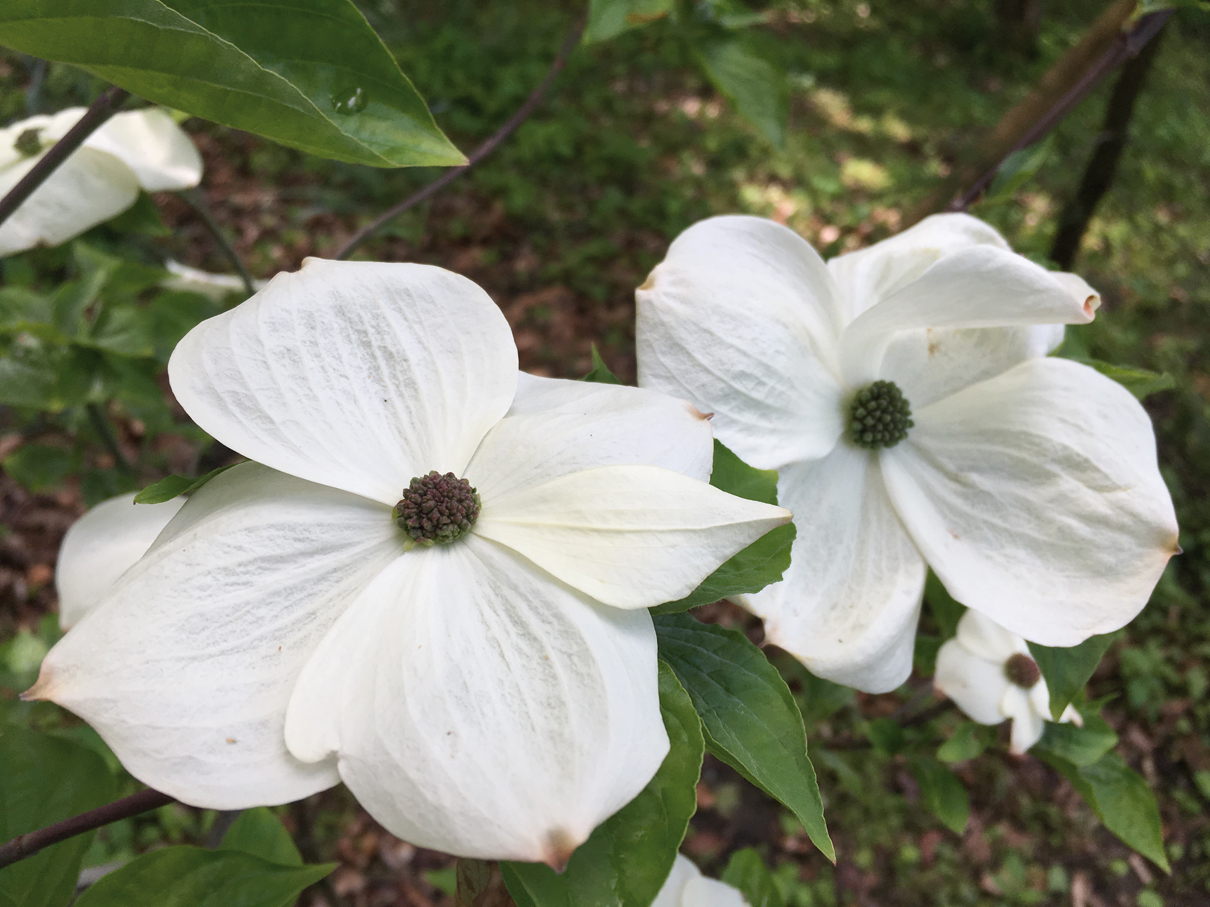 Cornus_nuttallii_2