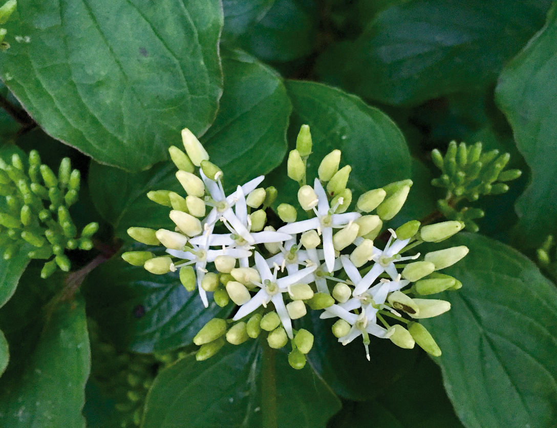 Cornus_sanguinea