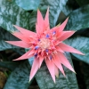 Bromelie Aechmea fasciata, Lanzenrosette