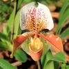 Paphiopedilum-Sorte, Frauenschuh