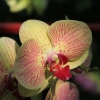 Phalaenopsis