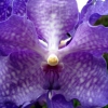 Vanda »Magic Blue«