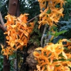 Blüten des Dendrobium »Stardust Orange«