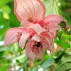 Medinilla (magnifica)