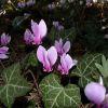 Herbstalpenveilchen (Cyclamen)