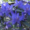 Rhododendron im April 2011