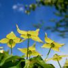 Cornus (Hartriegel)