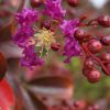 Indische Kreppmyrte (Lagerstroemia indica), 2017