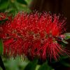 Zylinderputzer (Callistemon citrinus »Splendens«), Juni 2014