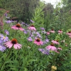 Astern und Echinacea