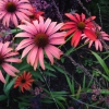 Echinacea, rot