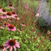 Echinacea und Knöterich