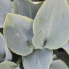 Hosta, gräulich