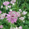 Sterndolde (Astrantia), rosa