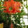 Hängender Roseneibisch (Hibiscus schizopetalus)