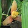 Seltene Orchideenart