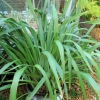 Neuseeländischer Flachs, Phormium tenax, auf Maori: Harakeke