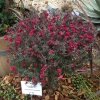 Neuseelandmyrte, Leptospermum scoparium, auf Maori: Kahikatoa