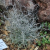 Zickzackstrauch, corokia cotoneaster, »Maori Silver«