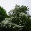 Ein prächtig blühender Cornus Venus