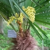 Chinesische Hanfpalme, Trachycarpus fortunei