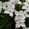 Cornus Kousa »Satomi«