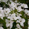 Cornus Kousa »China Girl«