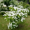 Cornus Kousa »China Girl«