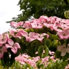 Cornus Kousa »Euro Star«