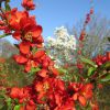 Japanische Scheinquitte vor Magnolienbaum