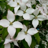 Cornus Kousa »Pink Dwarf«