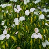 Cornus Kousa »Satomi Akatuki«