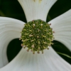 Cornus Kousa »Venus«