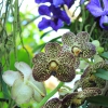 Orchideenschau_2020_04.jpg