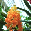 Orchideenschau_2020_05.jpg