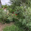 Sanddorn und rote Potentilla