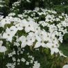 Cornus kousa