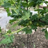 Stachelbeeren im Schulgarten