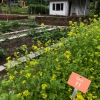 Senfbeet und Gartenlaube