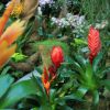 Leuchtende Bromelien in der Dauerausstellung vor den Vitrinen im Warmhaus