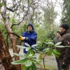 Pflegearbeiten unter Anleitung der Gärtner am Rhododendronbestand